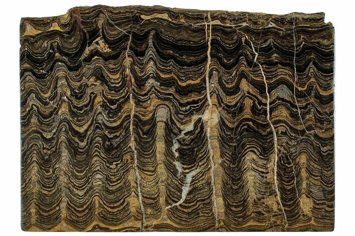 Polished Stromatolite (Greysonia) Slab - Bolivia #314666